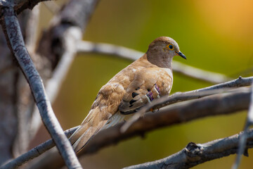 dove