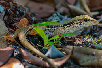 lizard 