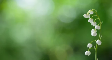 Fototapete Rund Maiglöckchen Nature Spring background with Lily of the valley flowers  © lumikk555