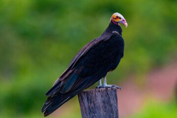 tropical bird
