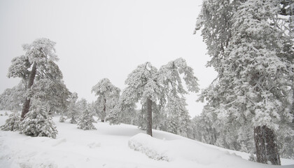 Forest landscape in snowy mountains. Snowstorm and frozen snow covered fir trees in winter season.