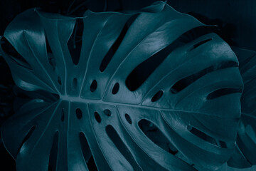 Monstera leaf for tropical jungle background