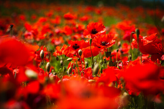 Poppy field near Stow-on-the-Wold, The Cotswolds, Gloucestershire, England, United Kingdom