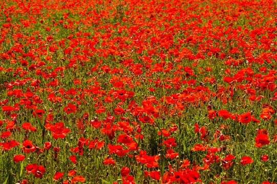 Poppy field near Stow-on-the-Wold, The Cotswolds, Gloucestershire, England, United Kingdom