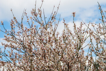 cherry blossoms in full bloom