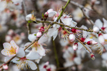 cherry blossom buds in spring detail