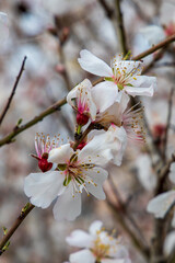 cherry blossoms in bloom in spring close up detail