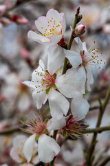 cherry blossoms in bloom close up detail