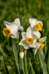 Fototapeta na wymiar common narcissus with full flowers in spring