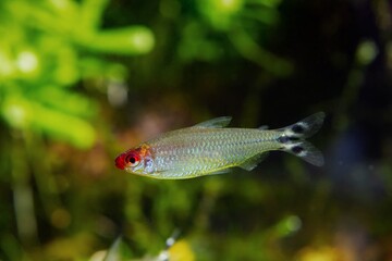 rummy-nose tetra, red headed adult, tender dwarf ornamental characin fish, active and funny pet, easy to keep in nature aquarium, good for beginner, shallow dof, blurred background