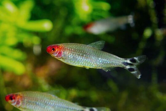 rummy-nose tetra shoal, red headed tender dwarf ornamental characin fish, active and funny pet, easy to keep in nature style aquarium, good for beginner, shallow dof, blurred background
