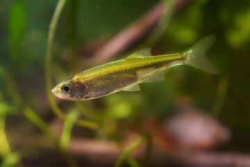 dwarf freshwater fish sunbleak swim in biotope aquarium, funny and demanding pet on blurred background, shallow dof, beauty of nature concept