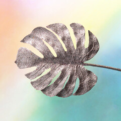 Shiny monstera leaf on colorful background. Creative nature concept.