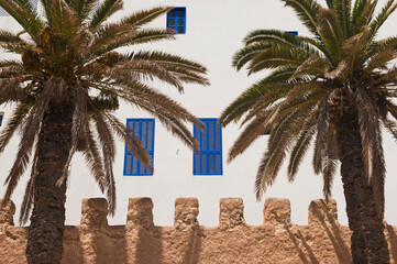 Palm trees on the walls of Essaouira, formerly Mogador, Morocco, North Africa, Africa