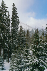 Winter Landscape Snow covered larch trees on a slope against the mountains