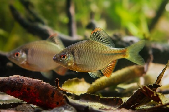 bitterling males in bright spawning coloration enjoy life, swim in a planted freshwater biotope aquarium, beautiful ornamental species, leaf litter decor, low light aquascape concept