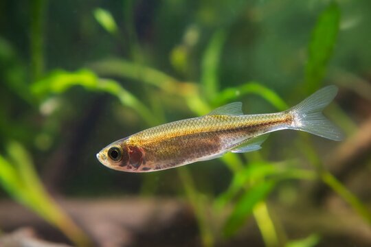 dwarf freshwater fish sunbleak shine silver side and swim in biotope aquarium, funny unusual pet on blurred background, shallow dof, beauty of nature concept
