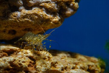funny peaceful saltwater rockpool shrimp Palaemon elegans in Black Sea marine biotope aquarium,...