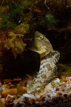 active dwarf saltwater species tubenose goby search for food on live rock decoration, covered with colourful algae in Black Sea marine biotope aquarium