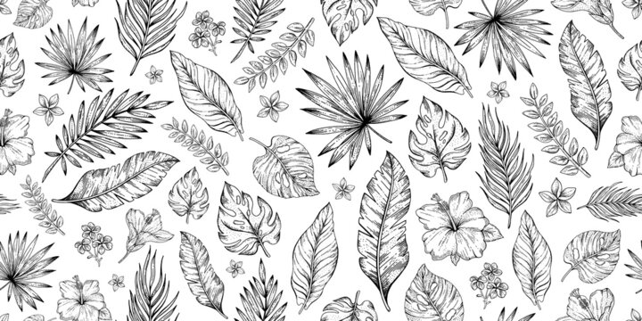 Palm leaf pattern. Seamless vector background. Black and white sketch texture plants. Line floral art. Tropical foliage print design. Palm tree wallpaper pattern, exotic tropic outline flower vintage