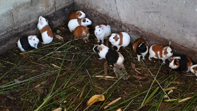 Live Peruvian guinea pigs (Cavia porcellus), domestic guinea pigs in Peruvian farm