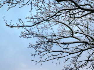 winter tree branches covered in snow against a blue sky