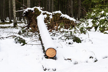 The part of the tree that was cut down because it had fallen on a forest road during a winter storm.