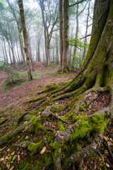 Old tree roots in a woods near Stow-on-the-Wold in The Cotswolds, Gloucestershire, England, United Kingdom, Europe