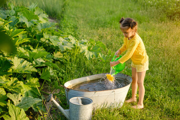 A girl draws water into a toy watering can to water zucchini and pumpkins growing in the kitchen...