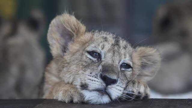 Adorable sleepy lion cub falling asleep, 4k slow motion footage, close up head shot.