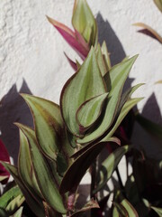 Garden plant Tradescantia zebrina (Wandering Jew)
