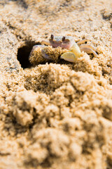 Crab on Negombo Beach, West Coast, Sri Lanka, Asia