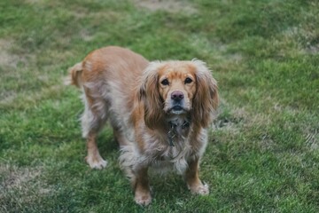 Hund auf einer Wiese