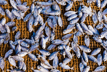 Fish drying in the sun at Negombo fish market (Lellama fish market), Negombo, West Coast of Sri Lanka, Asia