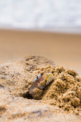 Ghost crab on Negombo Beach, West Coast, Sri Lanka, Asia