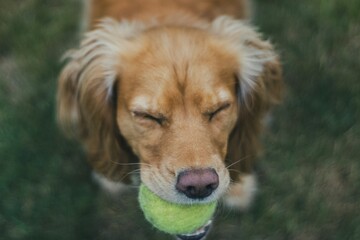 Hund am spielen