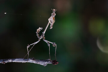 Violin Mantis in Thailand and Southeast-Asia.