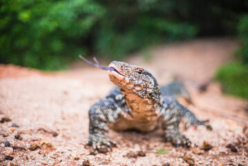 Minneriya National Park, monitor Lizzard flicking its tongue, Central Provice of Sri Lanka, Asia