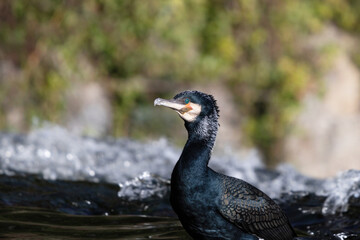 The Great Cormorant  | (Phalacrocorax carbo)
