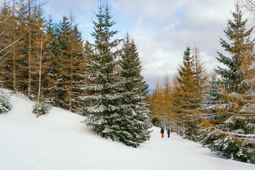 Winter Landscape Snow covered larch trees on a slope against the mountains