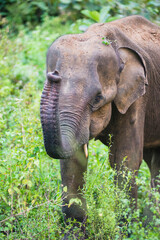 Elephant at Minneriya National Park, Sri Lanka, Asia