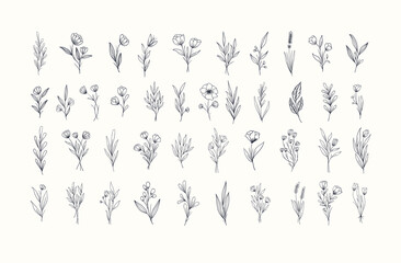 Set of beautiful hand drawn botanical flowers collection