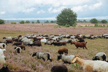 Obraz premium Lots of brown sheep in the heather in Germany. Heathland. Care of the heather by a flock of sheep. Blooming heather in summer 