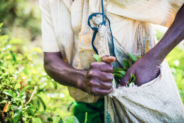 Tea picker filling his bag with tea leaves in a tea plantation in the Sri Lanka Central Highlands and Tea Country, Sri Lanka, Asia