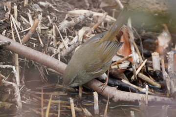 japanese bush warbler on the field