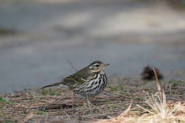 olive backed pipit on the ground