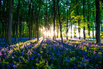 Bluebell woods in Spring, Oxford, Oxfordshire, England, United Kingdom, Europe