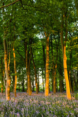 Bluebell woods in Spring, Oxford, Oxfordshire, England, United Kingdom, Europe