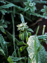 Macro d'herbes et d'orties gelées l'hiver 