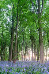 Bluebell woods in Spring, Oxford, Oxfordshire, England, United Kingdom, Europe